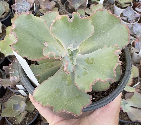 E. GIBB. NIGHT FIRE POTE 11