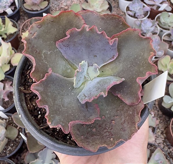 E. GIBB. TOMORROWLAND (CARÚNCULAS) POTE 11