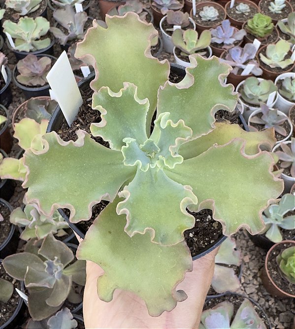 E. GIBB. ALMA WILSON POTE 11