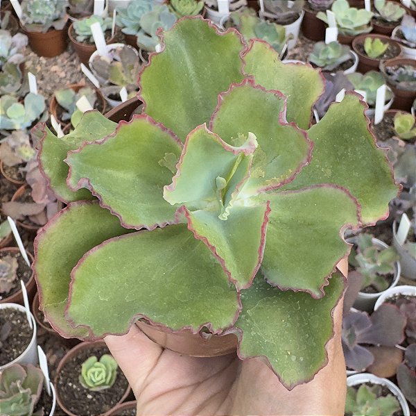 E. GIBB. DICK`S PINK POTE 9