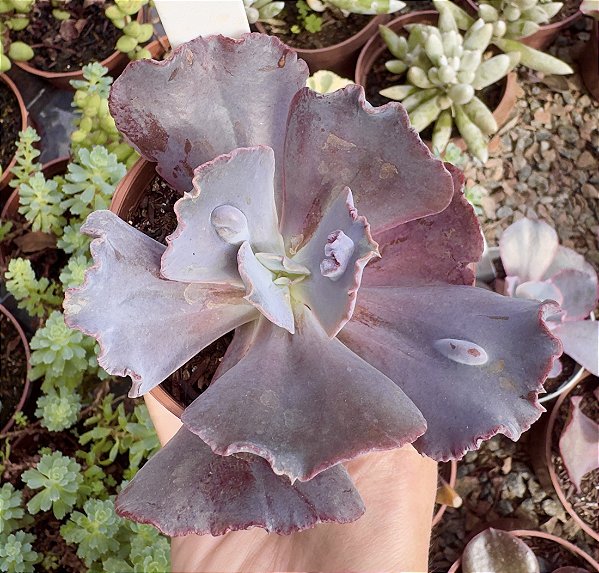 E. GIBB. TRAMADOL POTE 9