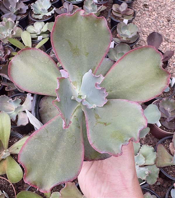 E. GIBB. TEMÉCULA (IMPORTADA) POTE 11