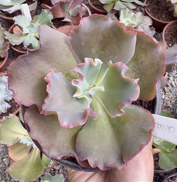 E. GIBB. CORRALLIUM POTE 11