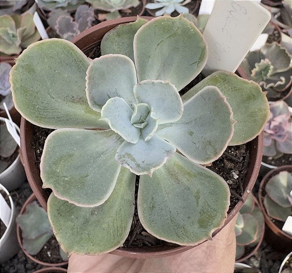 E. GIBB. ANJO CAÍDO POTE 9