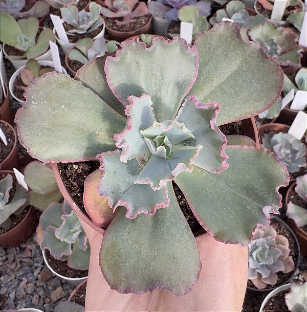 E. GIBB. MIDWAY(CARÚNCULAS) POTE 9