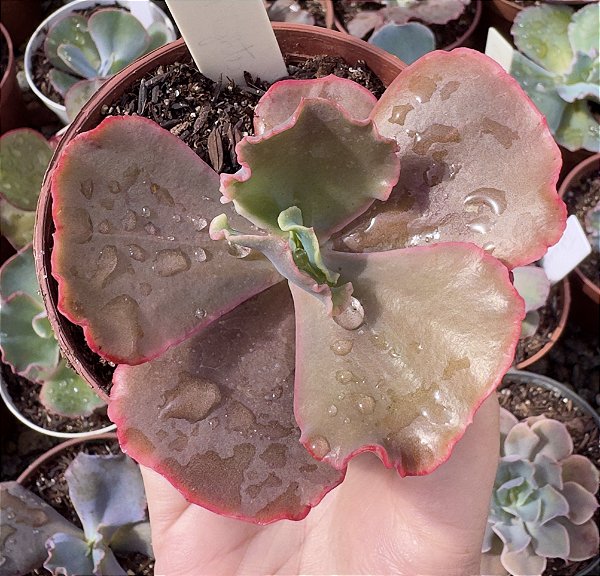 E. GIBB. RED REGIS POTE 9