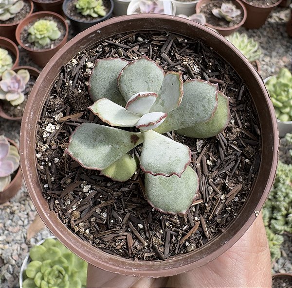 ADRO. CHOCOLINE POTE 9