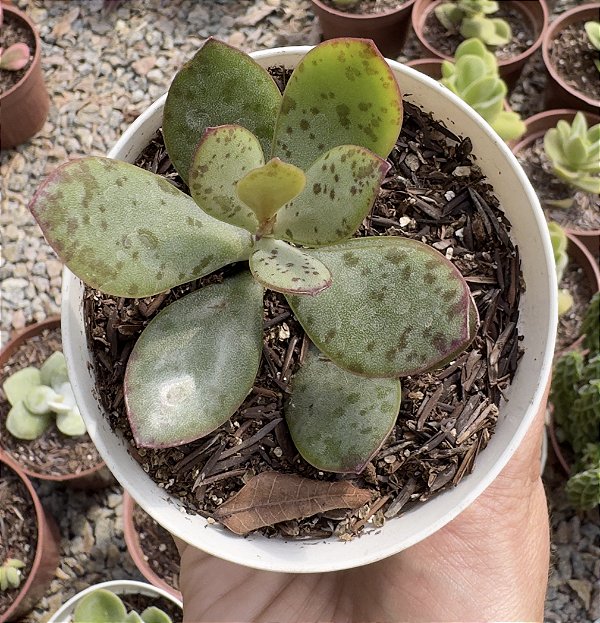 ADRO. STRAWBERRY CAKE POTE 9