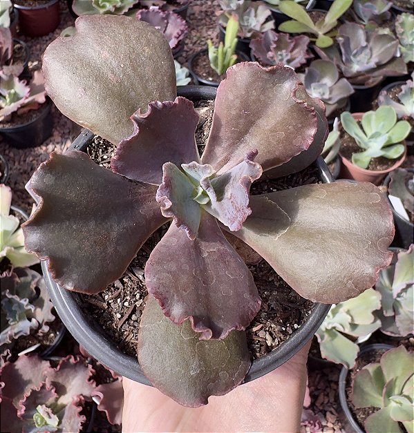 E. GIBB. CHICHI CHOCOLATE POTE 11