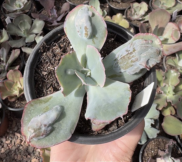 E. GIBB. ETNA (CARÚNCULAS) POTE 11