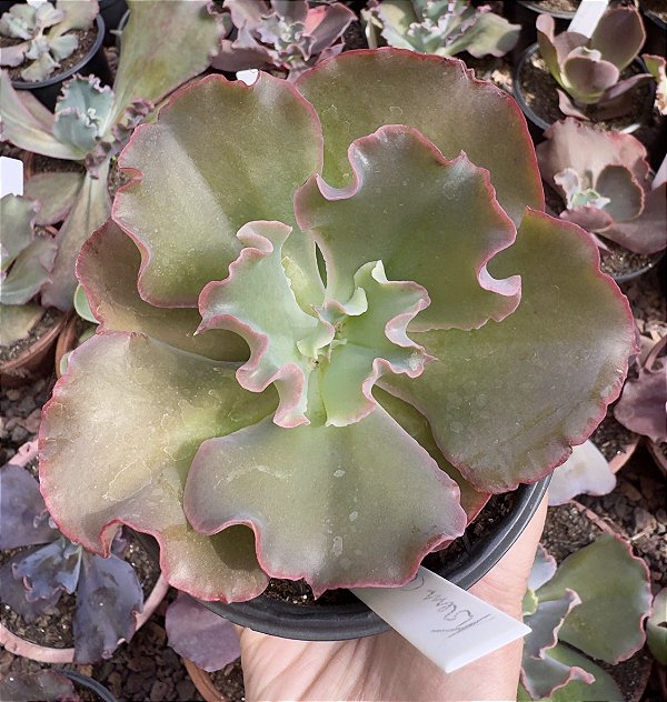 E. GIBB. KREAM CORAL POTE 11