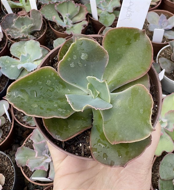 E. GIBB. TOREADOR POTE 9