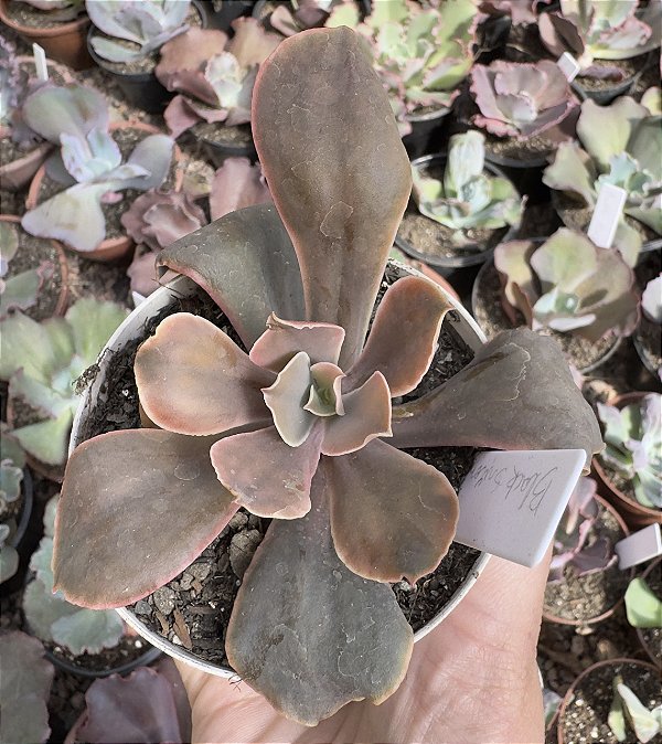 E. GIBB. BLACK SWAN VAR. POTE 11