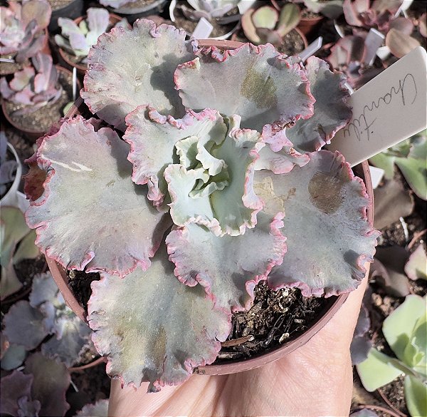 E. GIBB. CHANTILLY POTE 9