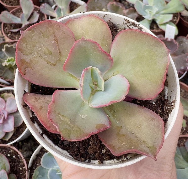 E. GIBB. HB COREANA C/ CARÚNCULAS POTE 9
