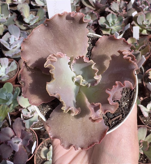 E. GIBB. CARAMEL MACCHIATO POTE 9