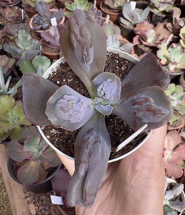 E. GIBB. MARBLE POTE 9