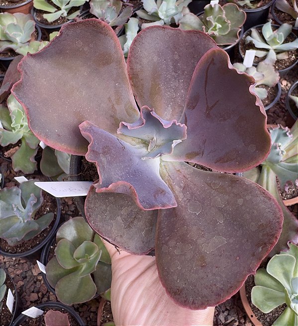 E. GIBB. PURPLE CREEP POTE 11