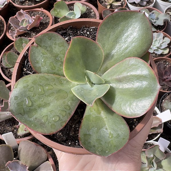 E. GIBB. BIG RED POTE 13
