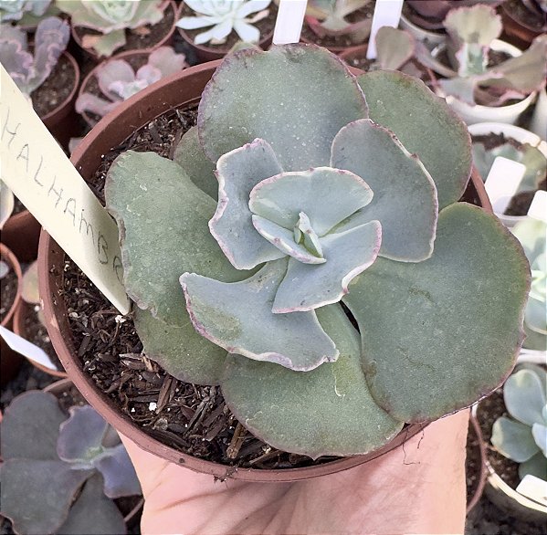 E. GIBB. ALHAMBRA POTE 9