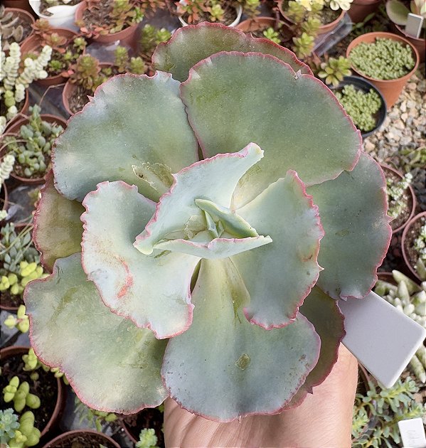 E. GIBB. WARY PEARL POTE 9