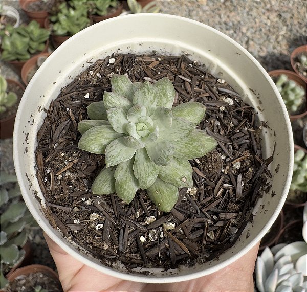 E. NEW STATE VAR. POTE 9 (PEQUENA)