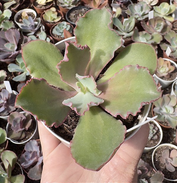 E. GIBB. BLUSH POTE 9