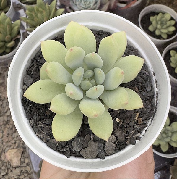 E. ELF MILK POTE 9