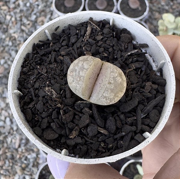 LITHOPS 1 POTE 6