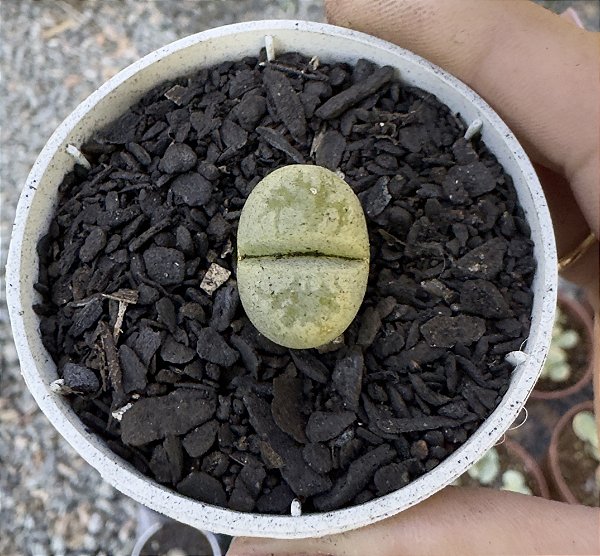 LITHOPS 4 POTE 6