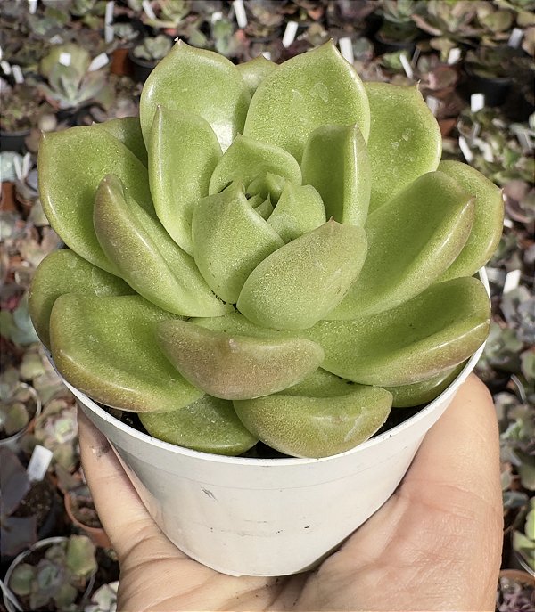 E. EMERALD JENNY POTE 9