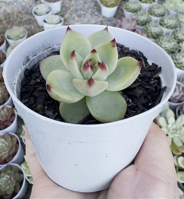 E. BLUE DRAGON (COREANA) POTE 9