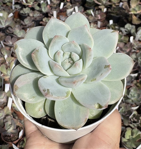 E. PINK DIAMOND POTE 9