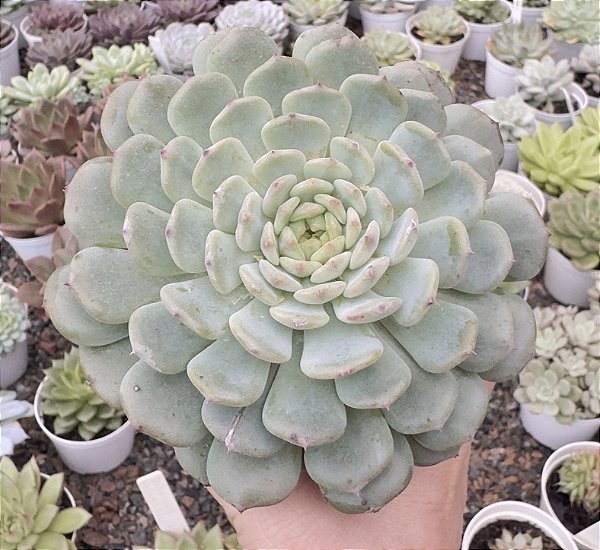 E. WHITE FATTY POTE 9