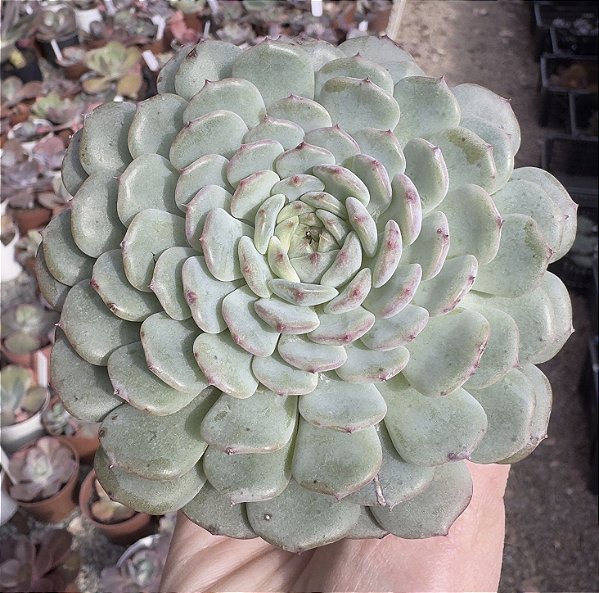 E. WHITE FATTY POTE 9