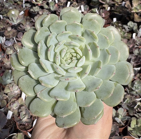 E. WHITE FATTY POTE 9