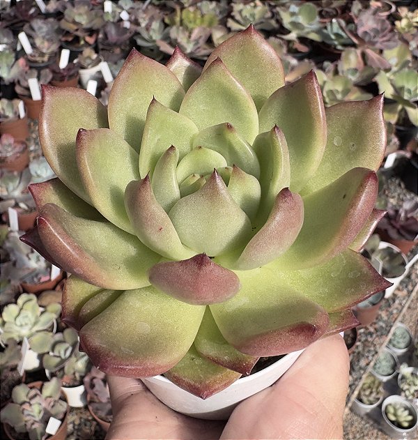 E. ORANGE NIGHT POTE 9