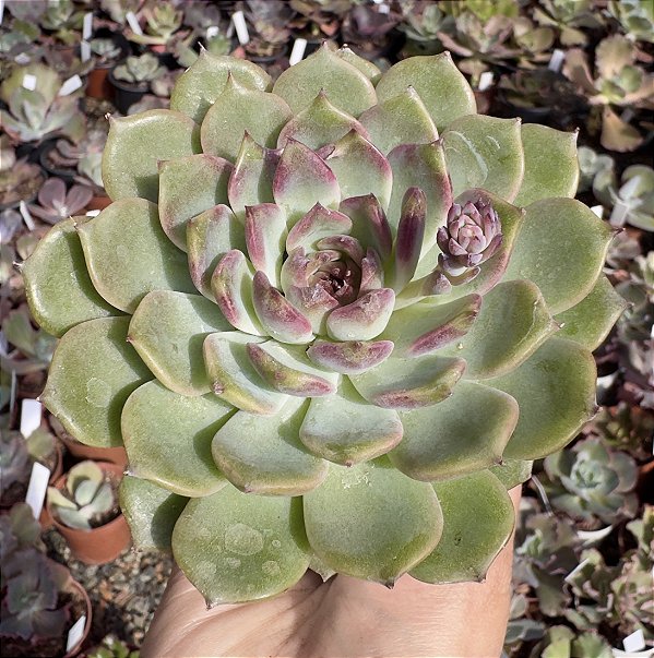 E. ROBIN POTE 9 (MARAVILHOSA)