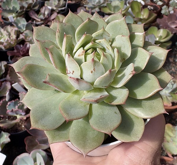 E. LINDSAYANA POTE 9