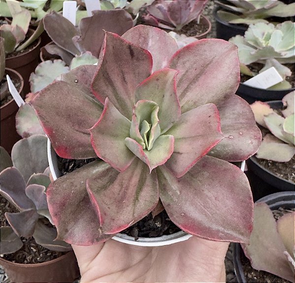 E. MINE GUQIN VAR. POTE 9