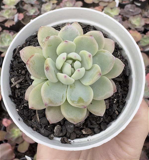 E. LITTLE PEACH BLOSSOM POTE 9