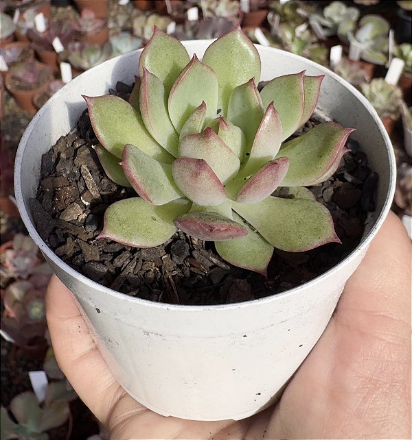 E. PINK DRAGON POTE 9