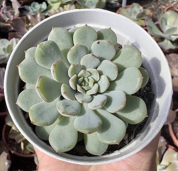 GRAP. ACCOLADE POTE 9