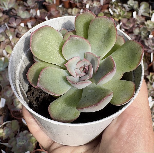 E. BENEOTHINE POTE 9