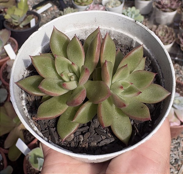 E. AGAVOIDES MARTHA POTE 9