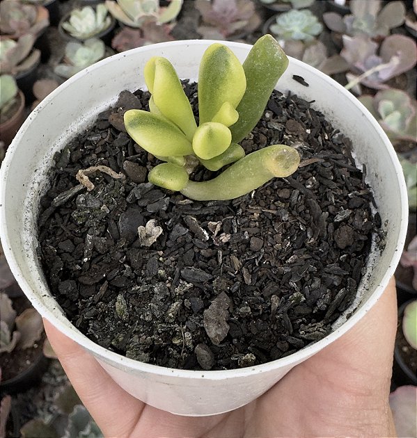 C. OVATA GOLLUM YELLOW VAR. POTE 9