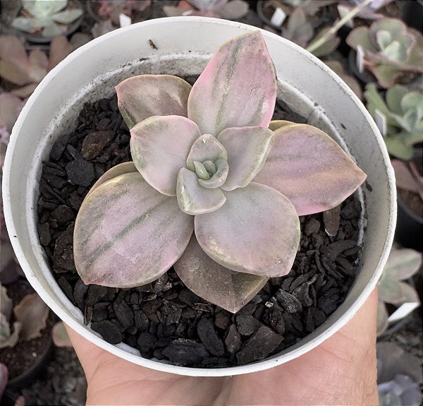 GRAP. BAINESII VAR. POTE 9
