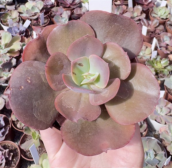 E. GIBB. RAINBOW IMPORTADA POTE 9