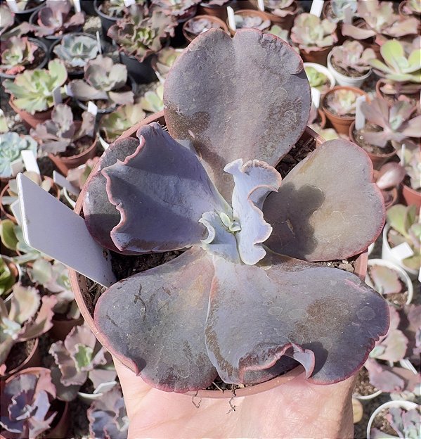 E. GIBB. VISTA (CARÚNCULAS) POTE 9