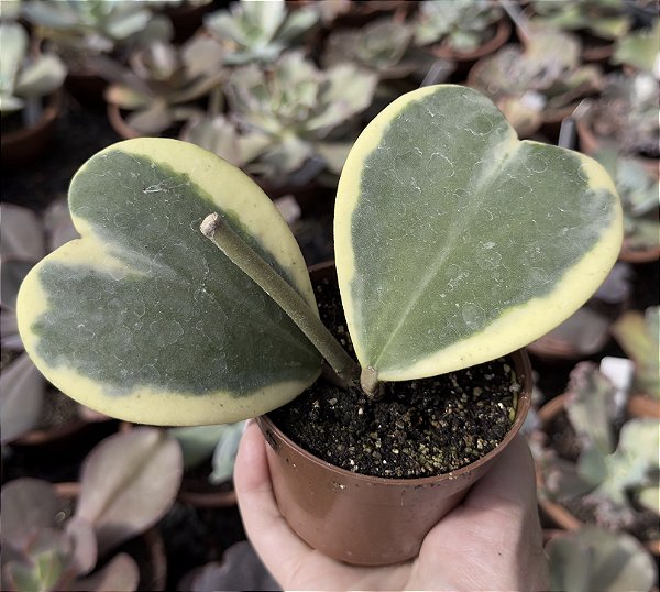 E. GIBB. HOYA VAR. POTE 9